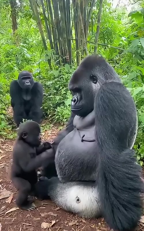 Dad made ONE mistake… Mom corrected it instantly 😂🦍 #RawMoments #AnimalTok #FunnyAnimals #WildlifeComedy #ViralMoment 