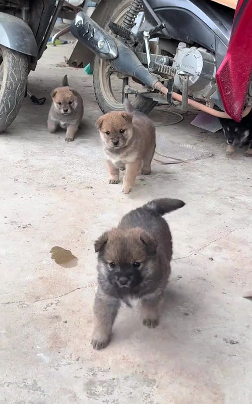 #dogcute #puppy #dogsofttiktok #dogtok #puppytiktok 