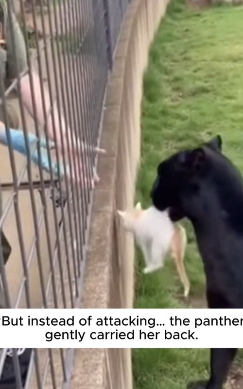 A Kitten Fell Into the Black Panther’s Enclosure 😱#rescue #animallover #wholesome #cat #blackpanther 