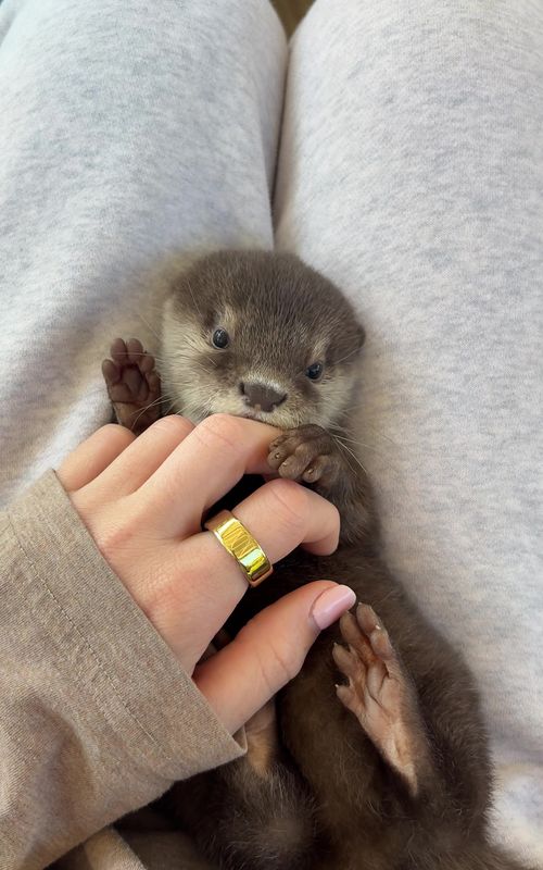 morning belly rubs #otter #animals 