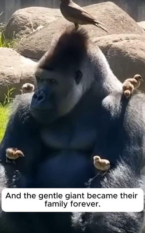 A Bird Fell Into the Gorilla Enclosure 😱#wholesome #rescue #animal #gorilla #bird