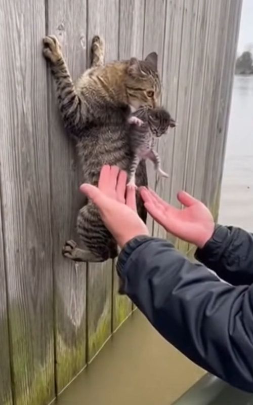 Cute moments | Cat rescue