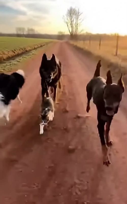 Hero Border Collie Saves a Cat Mom From Cougar #rescue #wholesome #animals #dog #wildliferescue 