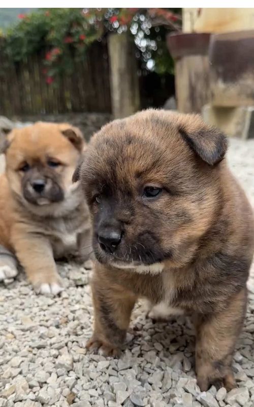 #puppy #cute #cutedog #dogsoftiktok #puppylove 