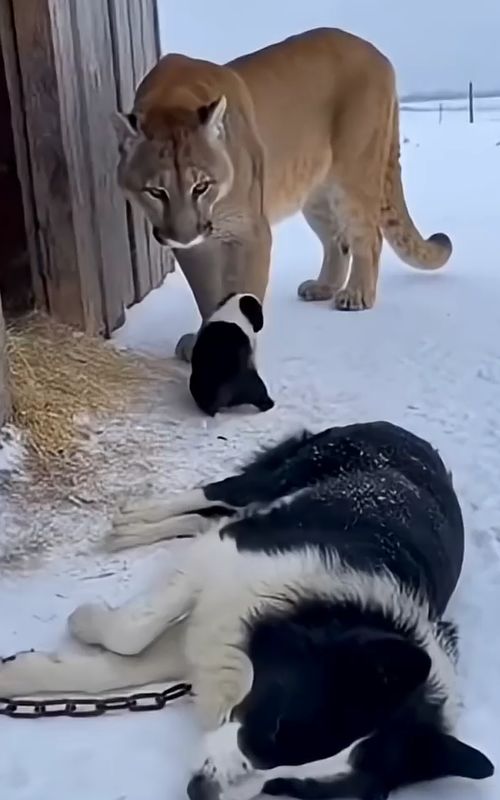 This cat successfully rescued a puppy in the freezing winter.❤️ #animals #wildlife #shortvideo  #cat