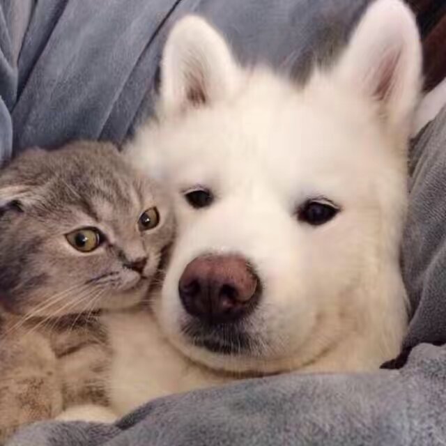 MeowWoofTV ^