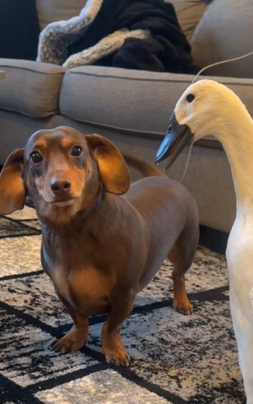 Rosie is such a chatter box🎤 #pets #ducks #cuteducks #animals #farm 