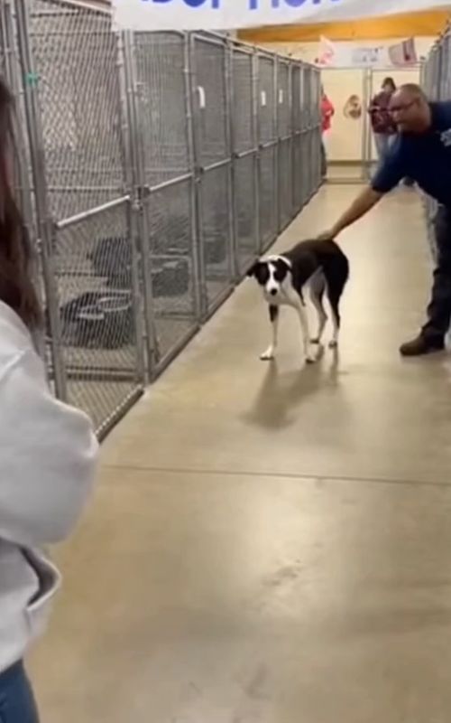 He Was So Weak… He Could Only Walk The worker said, “You’re adopted,” and the dog didn’t run or jump. He just started walking — slow and heavy — every step looking like it took everything he had left. The woman stayed still, watching him come closer, while the camera never moved. Halfway through the walk, the video ends, leaving you with one quiet truth: this dog had already survived too much. No music. No edits. Just a raw adoption moment that shows how tired he really was. #adoptionday #shelterdog #dogadoption #rescuedog #emotionalmoment #adoptdontshop #foreverhome #undernourisheddog #rawfootage