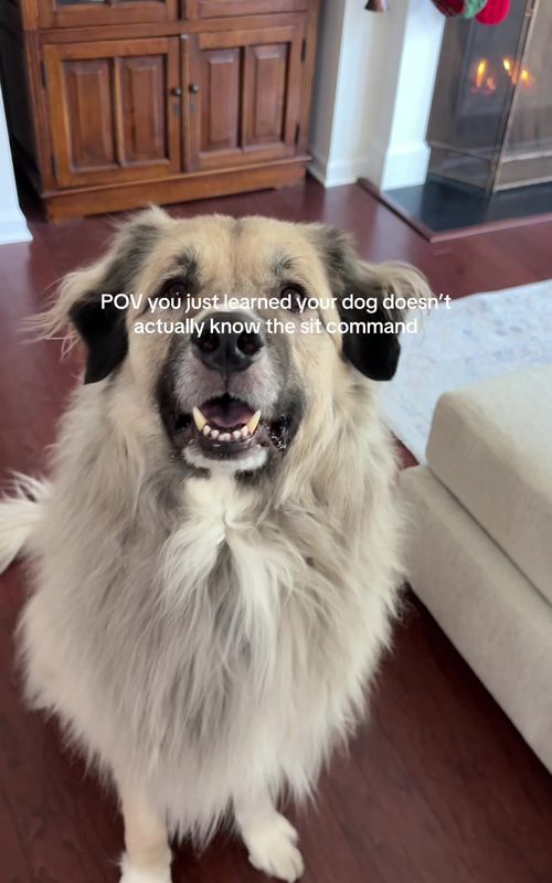 But he respects his heroes #dogsoftiktok #greatpyrenees #anatolianshepherddog 