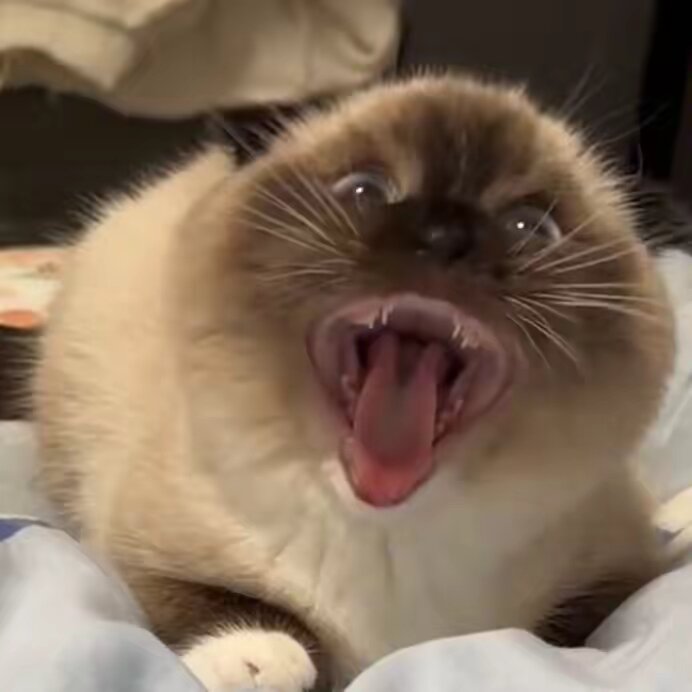 PawsomePetPix