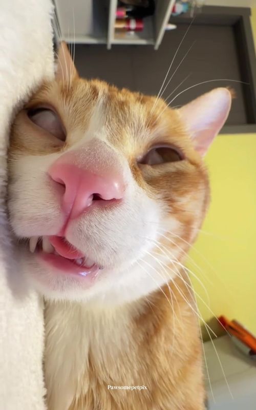 Derpy whisker nap. #cattok #LustigeKatzen  #cat #catsoftiktok  Pawtizens join the bulletin board 