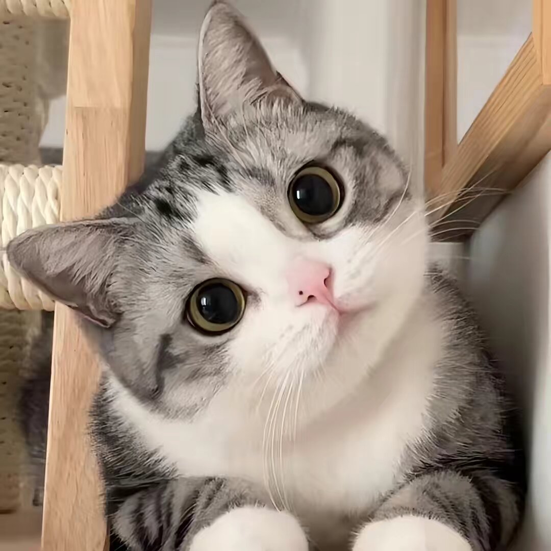 funnyanimalvideosharing