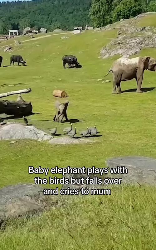 We don’t deserve animals 💚 #cute #wholesome #animaltok #animals #animalsoftiktok 