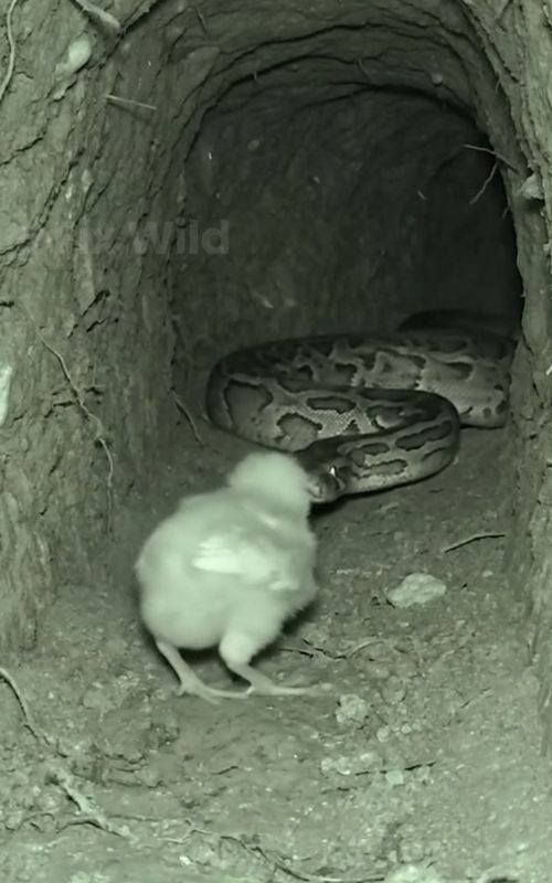 Snake Attack! Brave Moles Save Tiny Chick 🐤🛡️ Unbelievable Miracle! #shorts  #FixWild #Shorts #SnakeAttack #AnimalRescue #WildAnimals #ScaryMoment #Hantu #HantuSeram #Ular #Setan #Mystery #BraveMoles #NatureMiracles #IndiaWildlife #IndonesiaAnimals #सांप #بचाव