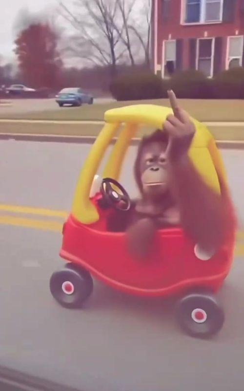 Monkey driving funny 😄 #funny #monkey #car #crash 