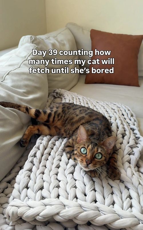 Day 39!!! #bengalcat #fetch #cattok #PetsOfTikTok #petlover 