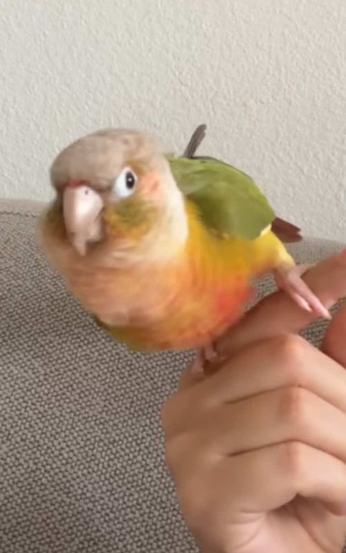let me see u do that yoga 😎 #pinabird #dancingbird #funnybirds #greencheekconure #birdtok 