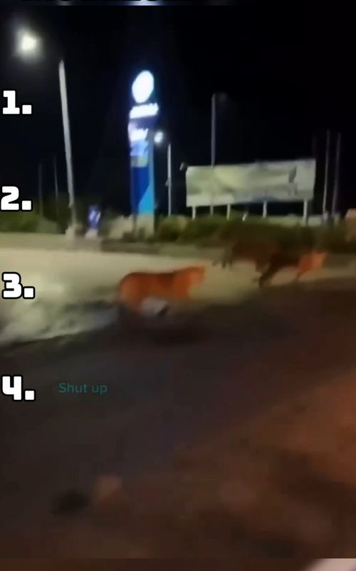 Funniest Medazelli Moments | #medazelli #funny #funnyvideos #ranking #funnypets #funnyanimal #funnytiktok #dog #cat #funnydogs #funnycats #animalsfunny #Vlog #animalsoftiktok #animals #funnycatvideo #viral #trending #foryou #usa