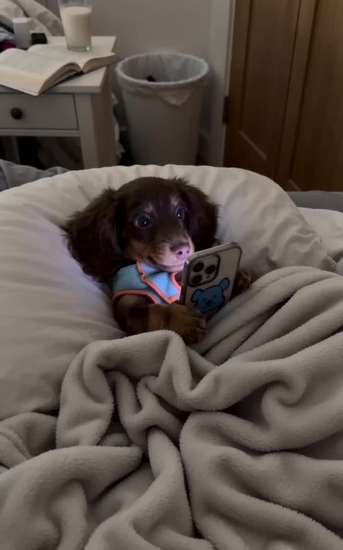 Busted…but no really #dachshund #Dogsofttiktok#PetTok#SausageDogunnydog#cutepets