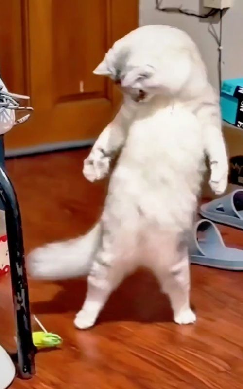 🤣Funny Animals 2026🤣Funny Cats Video🐱 part-104 #funnyanimals #funny #funnycats 