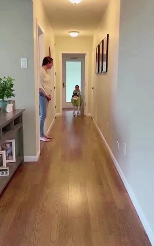 “When Your Husky Becomes the Baby’s Taxi!” 🐺 #funny #cat #catvideos #dogshorts #puppylove 