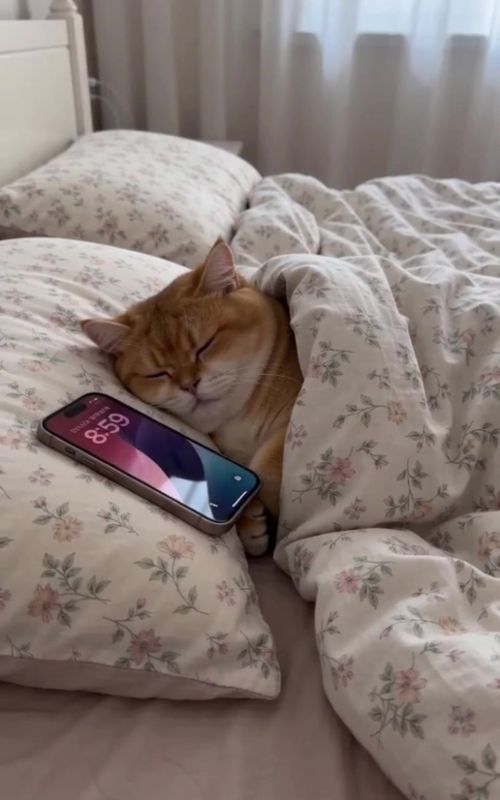 #pet #funnypets #cutecat #catsoftiktok #fyp 