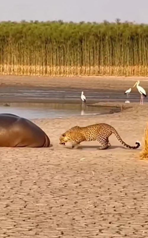 Leopard Bites Hippo Tail - Every Rosette ERASED! 😱 #shorts #karma #wildlife 