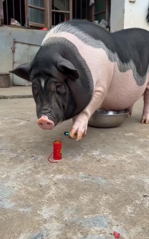 #funnyanimals #unexpectedending #funnypets #trynottolaugh #animalcomedy 