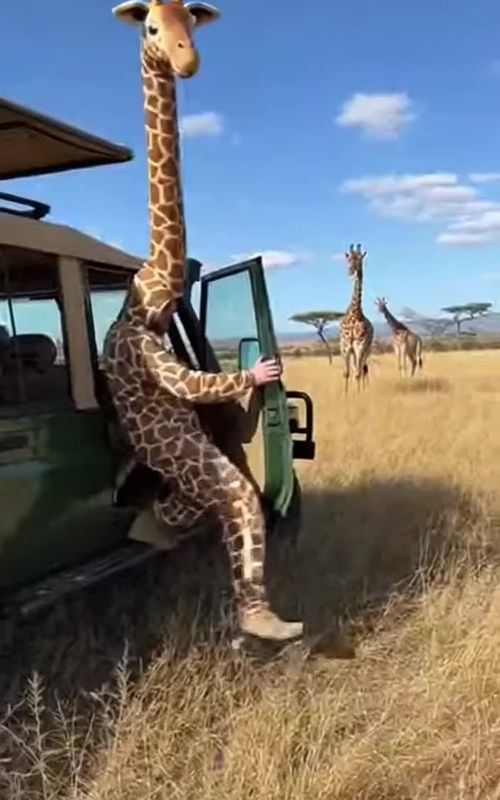 Mood  Happy After Watching This video  #animals #funnyanimals #animalvideo #animalsoftiktok #animallover