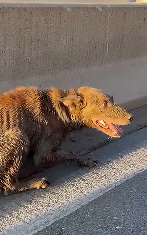 We Rescued this Poor Dog,, Donate to Help these poor dog https://gofund.me/98397048f #rescuedogsoftiktok #rescueanimals #dog #sentimental #save