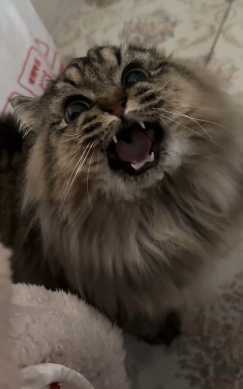 #catsoftiktok 