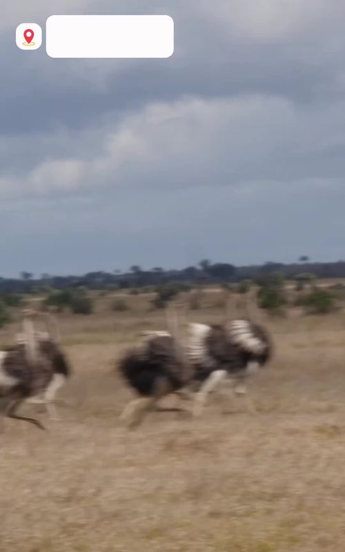 An ostrich outran a hunting cheetah in the animal kingdom’s fastest footrace. #cheetah #ostrich #krugernationalpark #wildlifephotography #noAI