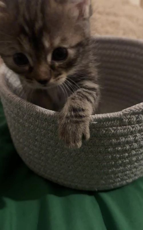 My baby 🥹#cat #FORYOU #katze #kitten #cattok 