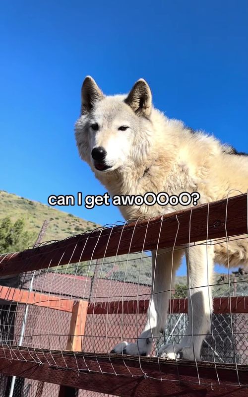 Bro forgot he’s a wolf 😭🐺#funnyanimals#animallovers#wildlife#foryoupage #shorts 
