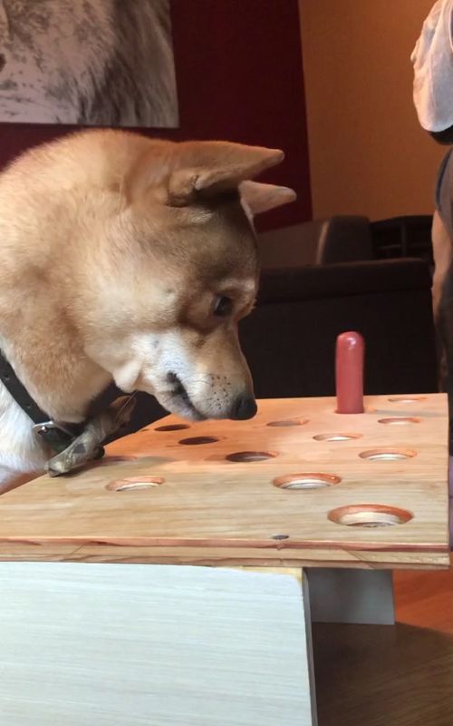 #funnyvideos #dogs #foryou #dogsoftiktok #doglover