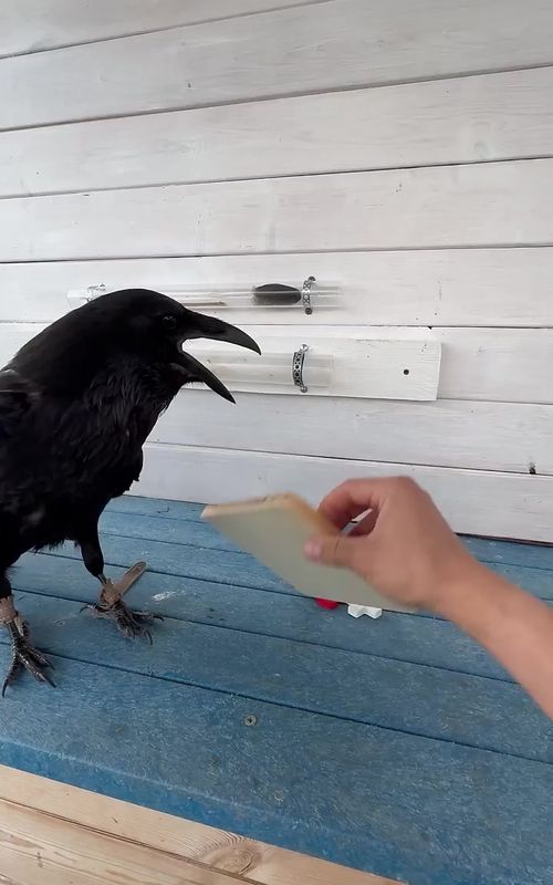 #animals #viralvideo #nature 