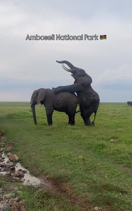 Talk about being in the right place at the right time! 😄  Our clients caught front-row seats to elephants mating, one of the wild’s most unforgettable shows.  Don’t just hear about it… come see it yourself ☎️ : 0799 030 781 | 0796550920 | 0795 046 018 📩 : info@stejostours.co.ke 🌐 : stejostours.com 📍: Krishna Centre, Westlands 2nd Floor D10 #SafariAdventures #AfricanSafari #WildlifeExperience #SafariMoments #IntoTheWild