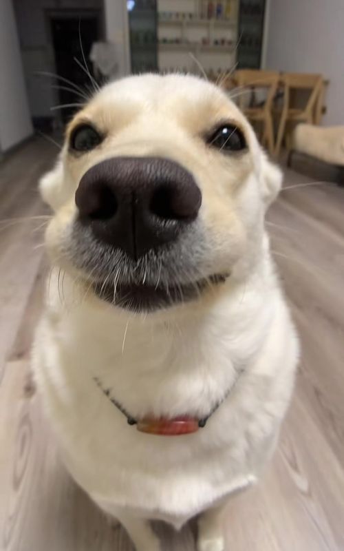 Shake it#pet #Cute #dog 