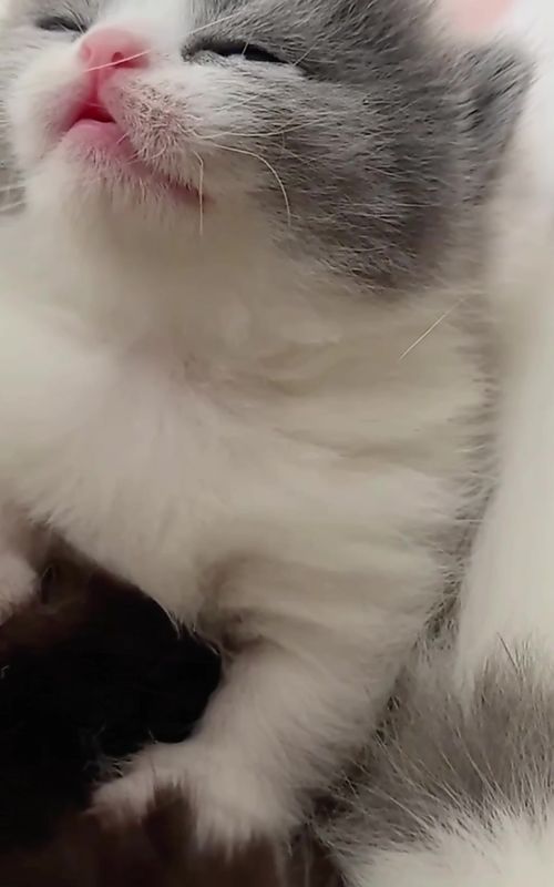 🥺#littlekitten #catbaby #kitten #cute #catlover 