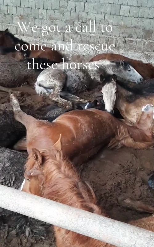 One of our neighboring sanctuary called us to come and rescue their horses because the owner passed away two years ago,the care taker who was left failed to look after them so he decided to sell them to us instead of taking them to auction.these babies need medical checkups first and they deserve good shelter so that’s were you people come in and help us.we have to raise the money for their price,transport and vet.if you’re interested in helping them donate now the link is in bio.#horselovers #rescueanimals #equestrianlife 