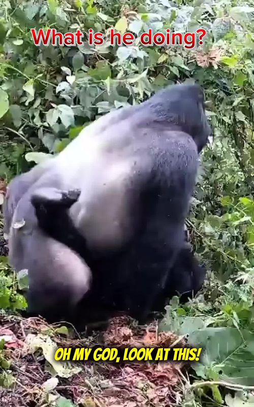 What is he doing?#Gorilla #funnyanimals #animals #funnyvideo #fyp 