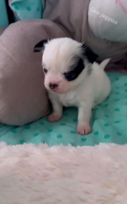 Cute puppies 🐶 😍 💖 💕 💓 #cutepuppies #doglovers #cutedogs #tik_tok #foryoupage 