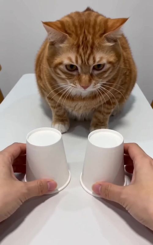 #pet #funnypets #cutecat #catsoftiktok #fyp 