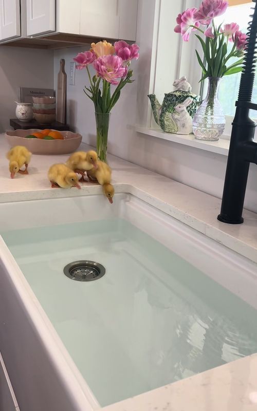 baby ducks and baker dood #fyp #spring #viral #pov #cuteanimals 