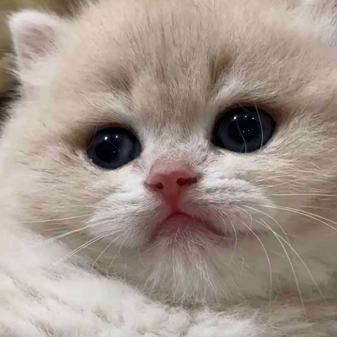 🐾