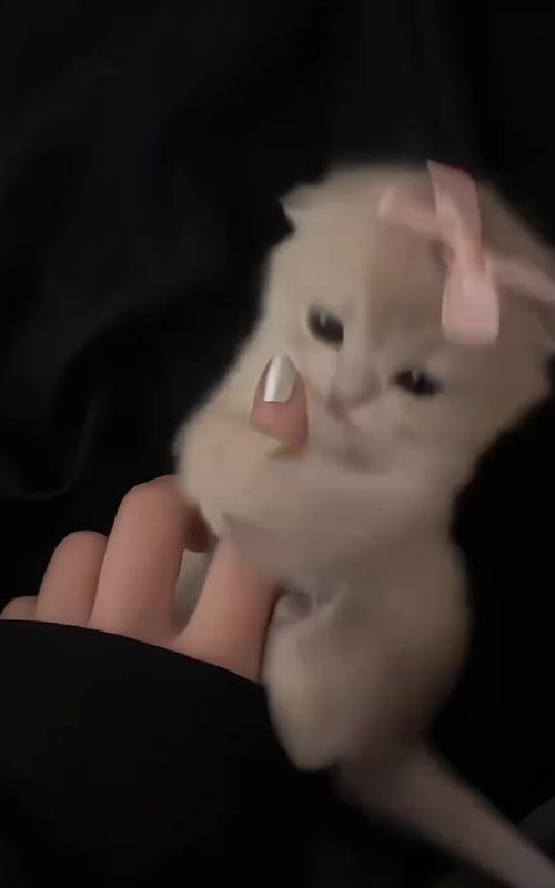 #cat #pet #kitten #cute #cutecat 