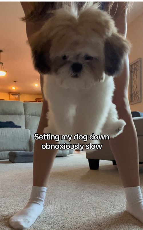 Shes so easy to rage bait #dog #shihtzu #puppy #trend #fypシ 