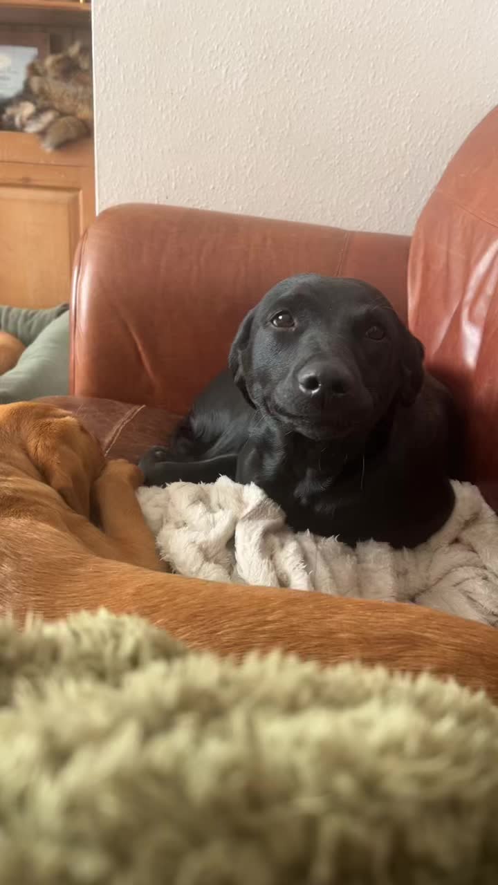 #doglife #puppydance #swayingtothebeat#cutedog#pet