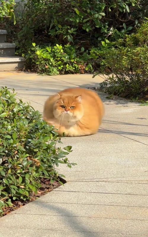 #fyp #cutecat #catsoftiktok 