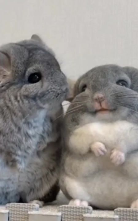 🩶 #chinchilla #fy #cute #cuteanimals #chinchillas 